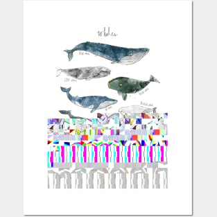 Whales Posters and Art